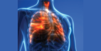 Photo of the lungs