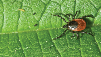 tick on leaf