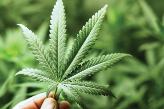 Cannabis safety and you