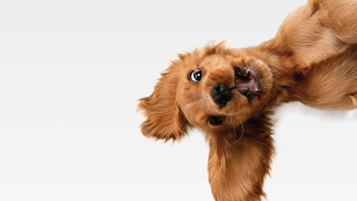 Happy dog