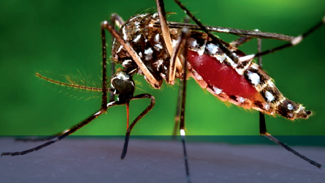 mosquito